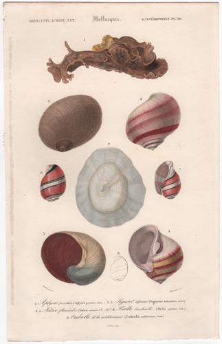 various mollusks, seashells, shells, etc.